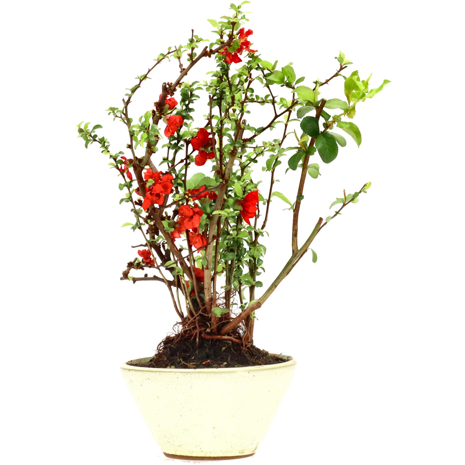 Chaenomeles speciosa, env. 10 ans (29 cm)