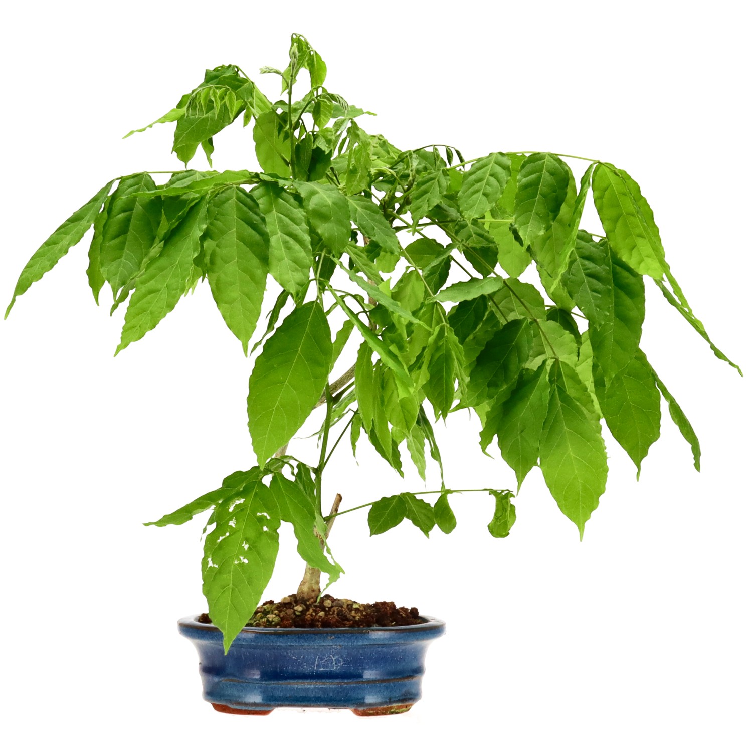 Blauregen, ca. 5 J. (33 cm)