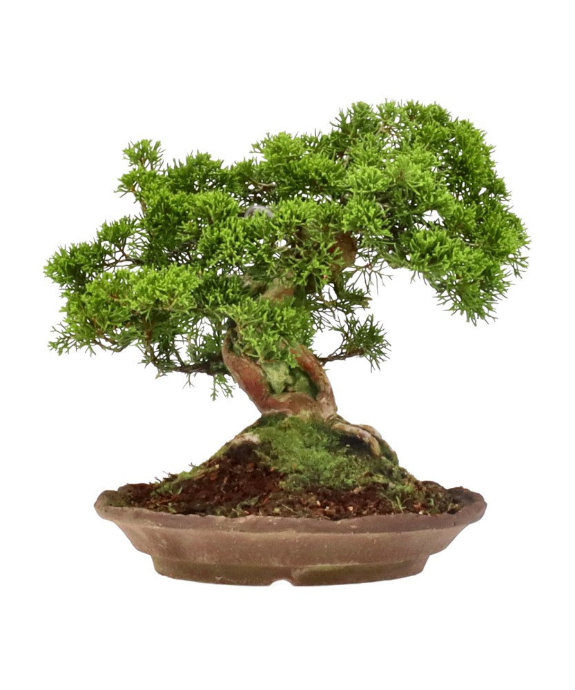 bonsai.fallbackImageTitle bonsai.fallbackImageTitle