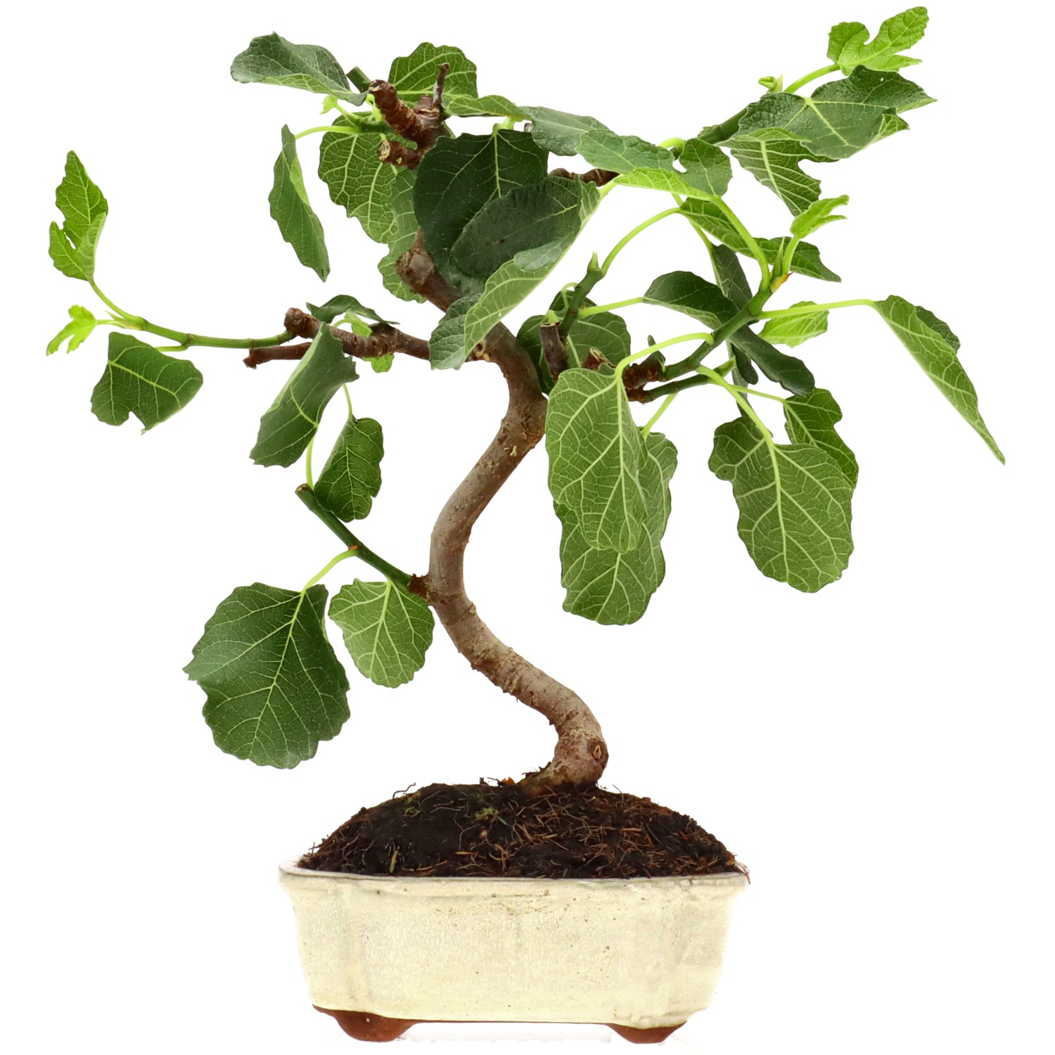 Ficus carica, env. 7 ans (28 cm)
