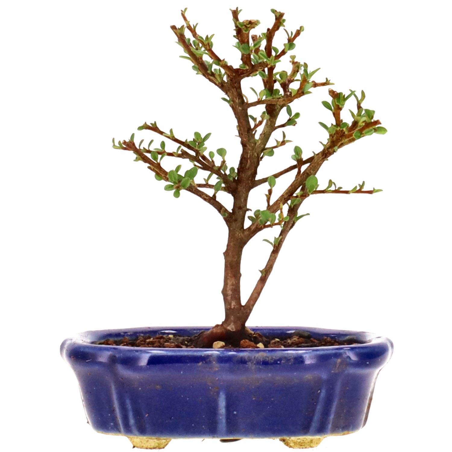 Cotoneaster microphylla, ca. 3 anni (14 cm)
