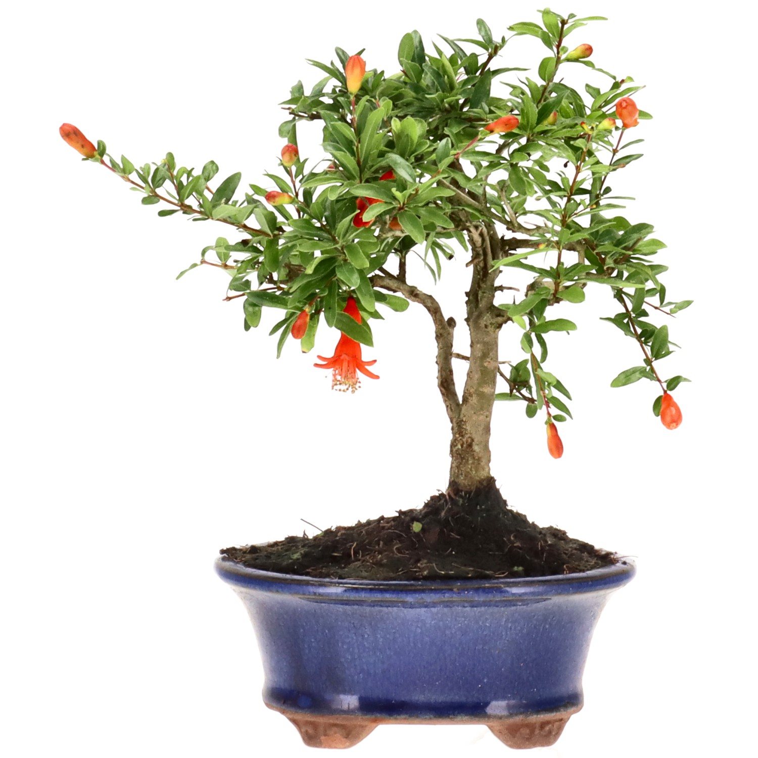 Grenadier commun, env. 7 ans (16 cm)