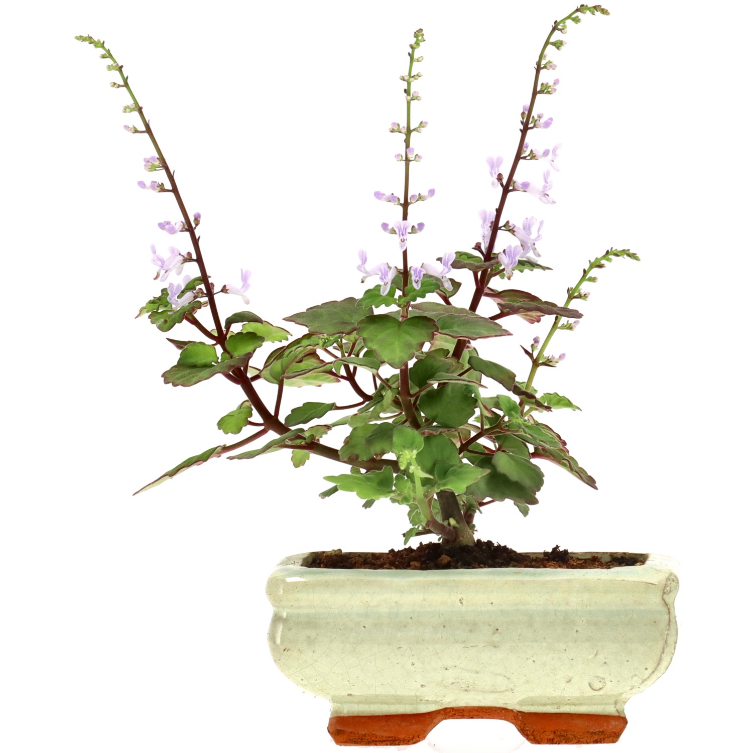 Plectranthus, env. 1 ans (14 cm)