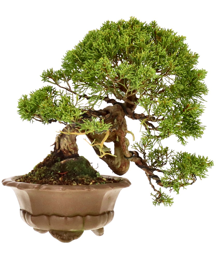 bonsai.fallbackImageTitle bonsai.fallbackImageTitle
