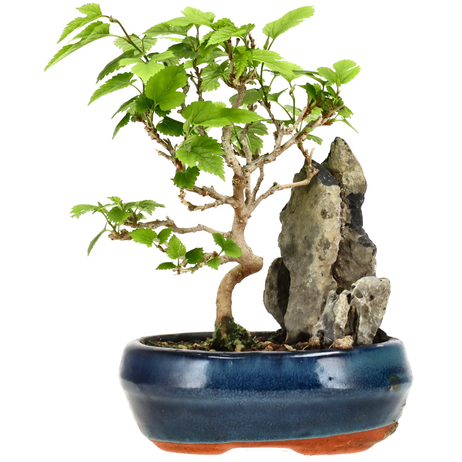 Morus sp., ca. 10 anni (18 cm)