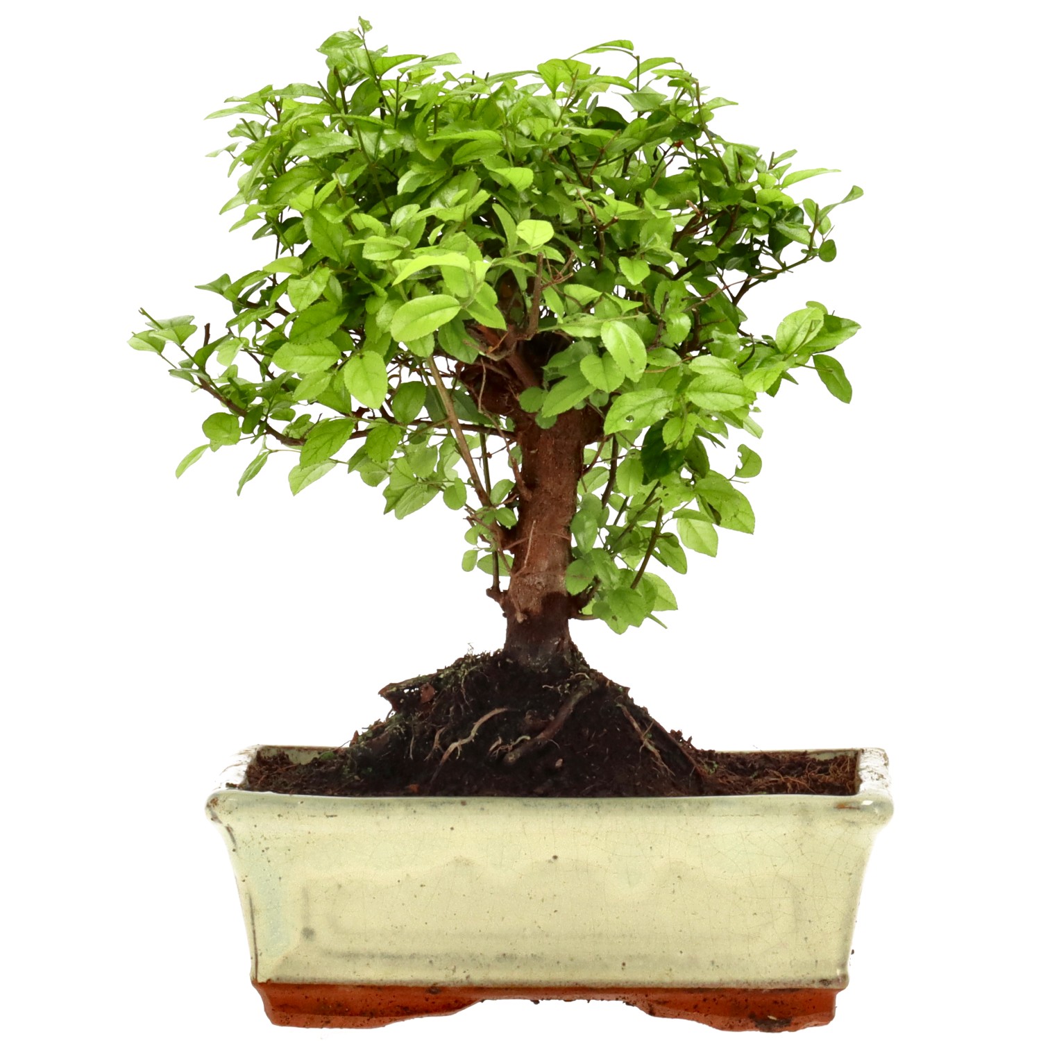 Chin. Bird Plum, approx. 10 y. (20 cm)
