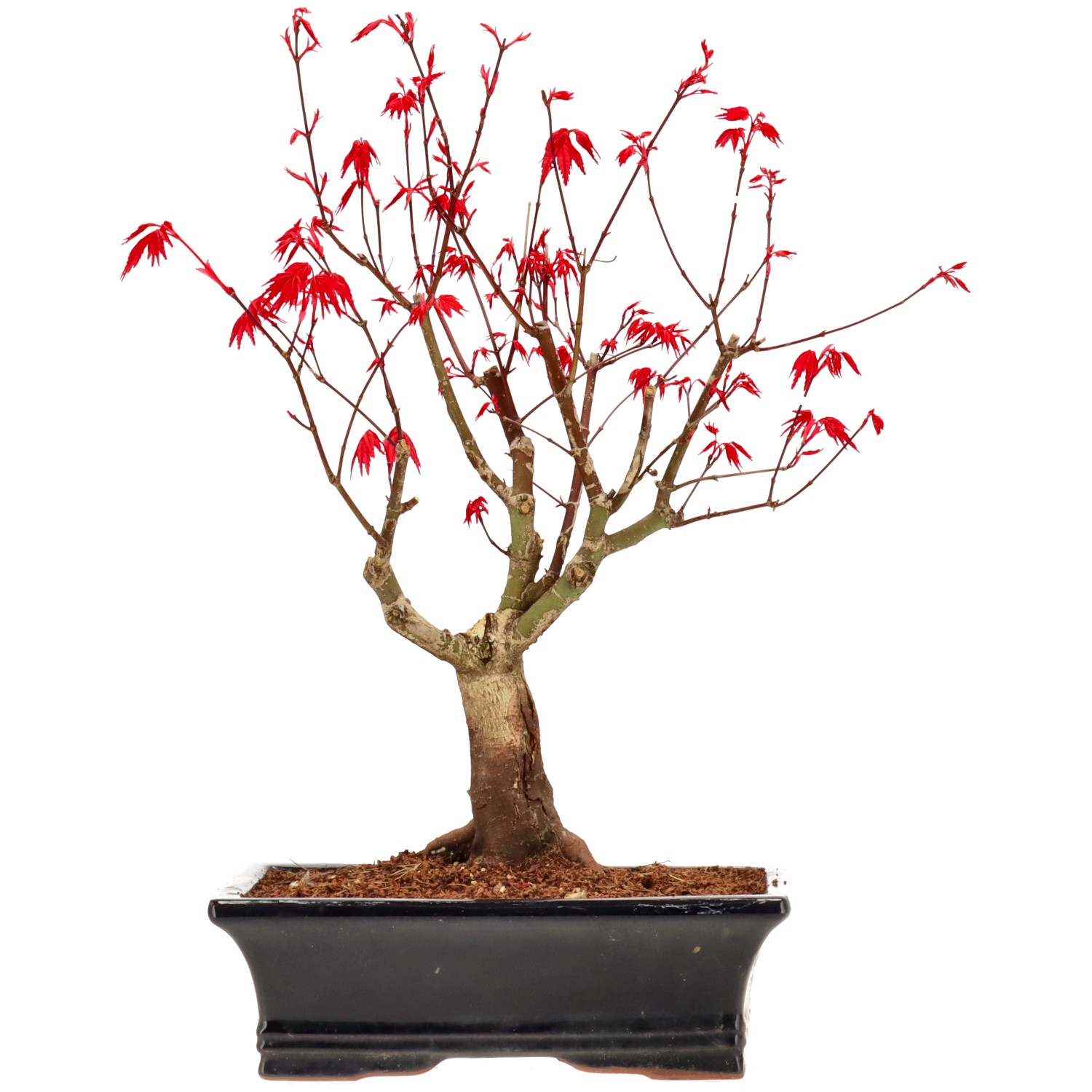 Jap. Fächerahorn (Deshojo), veredelt, ca. 14 J. (38 cm)