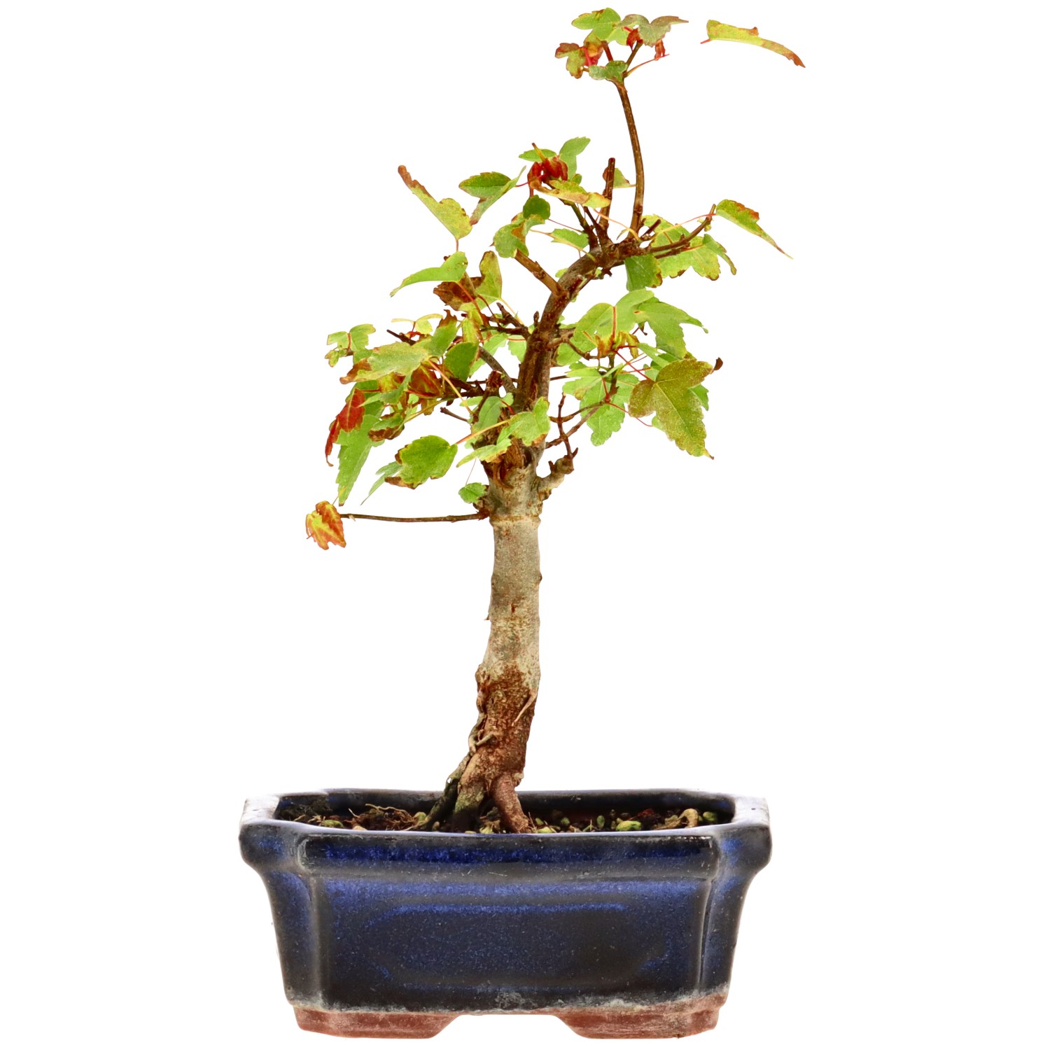 Trident Maple, approx. 6 y. (21 cm)