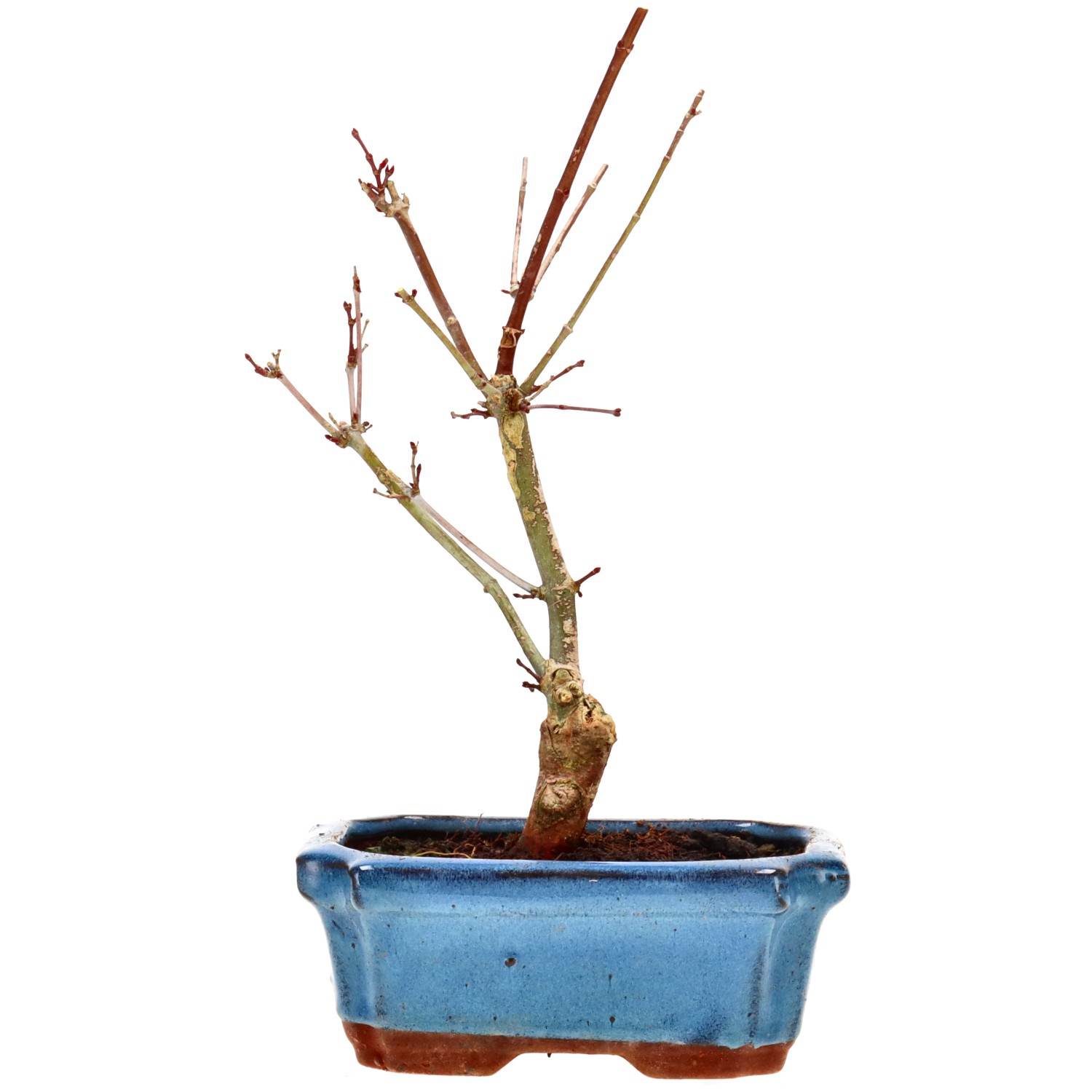 Jap. Maple (Deshojo), approx. 7 y. (24 cm)
