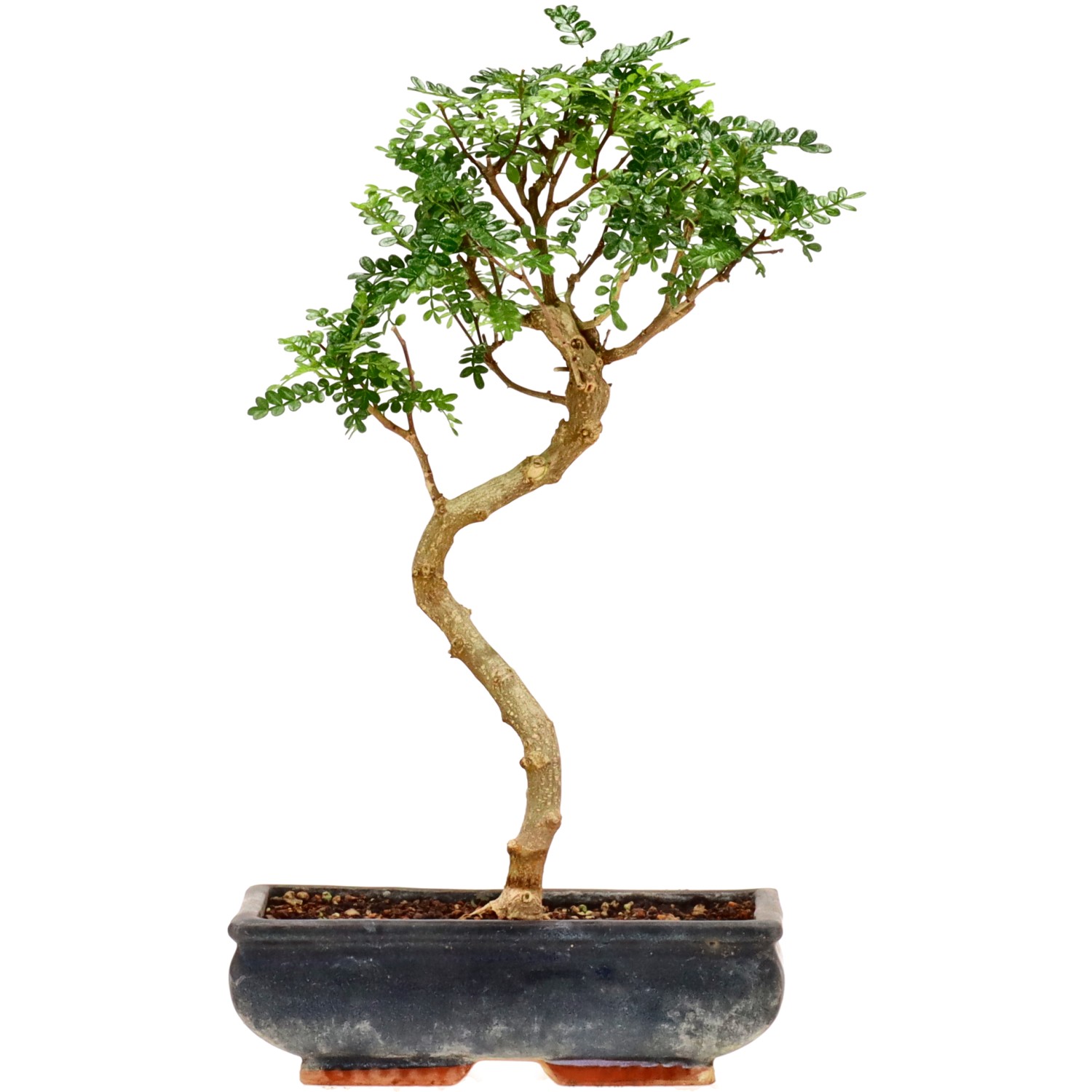 Japanse peperboom, ca. 10 j. (36 cm)