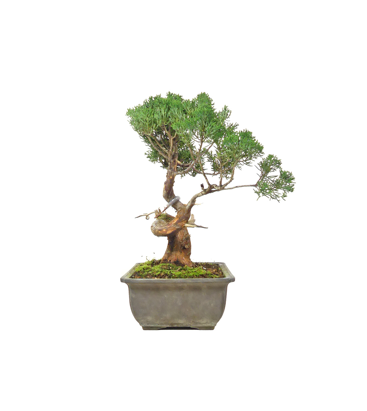 bonsai.fallbackImageTitle bonsai.fallbackImageTitle