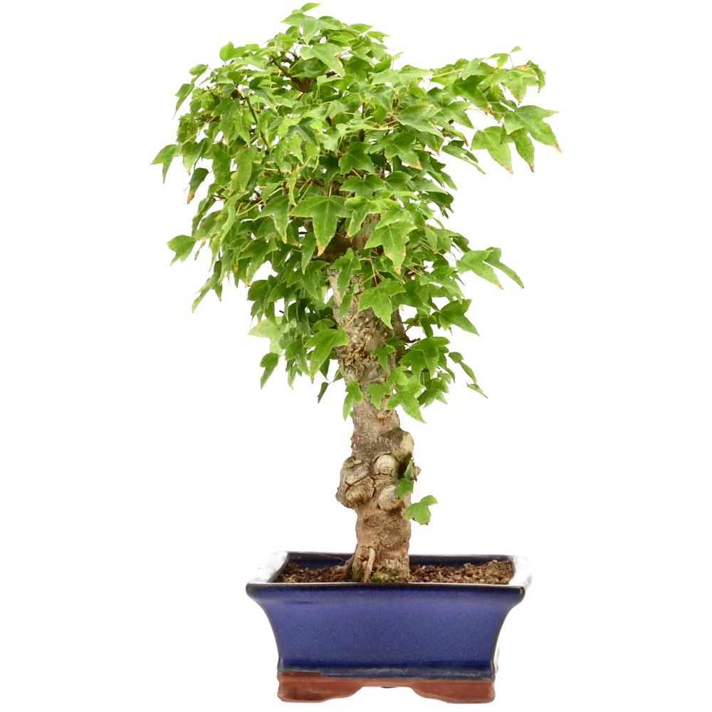 Érable trident, env. 18 ans (35 cm)