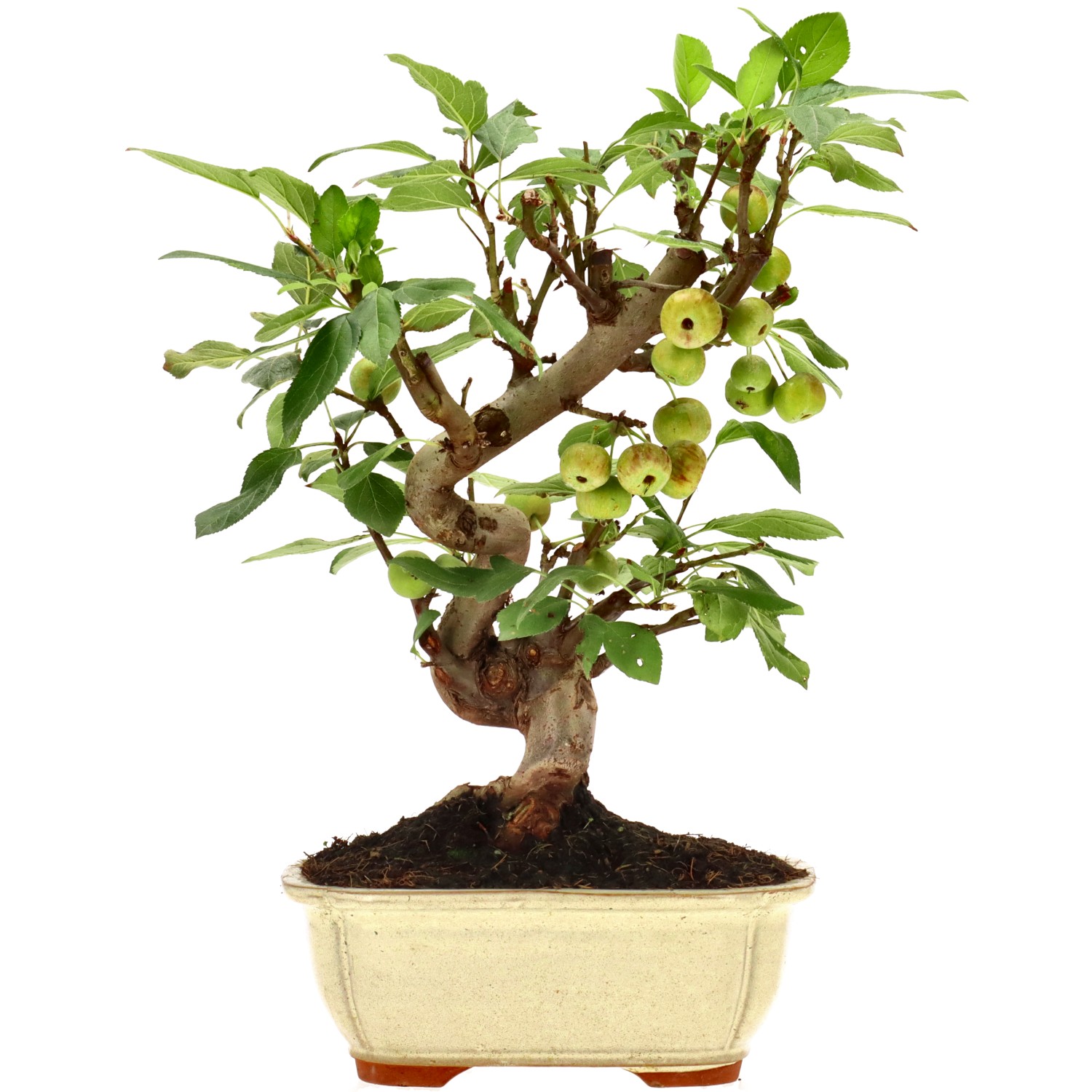 Manzano silvestre, aprox. 12 años (31 cm)