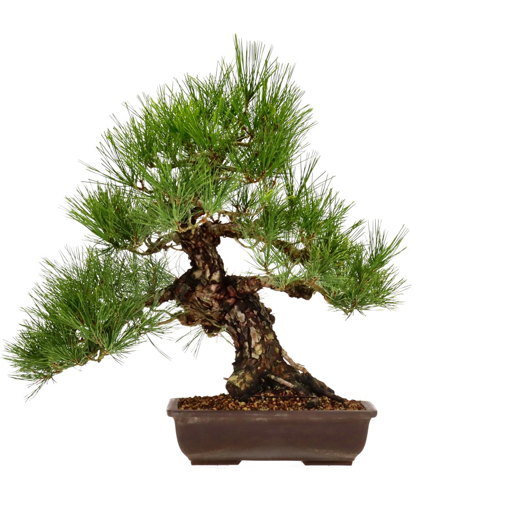 Jap. Schwarzkiefer, ca. 25 J. (56 cm)