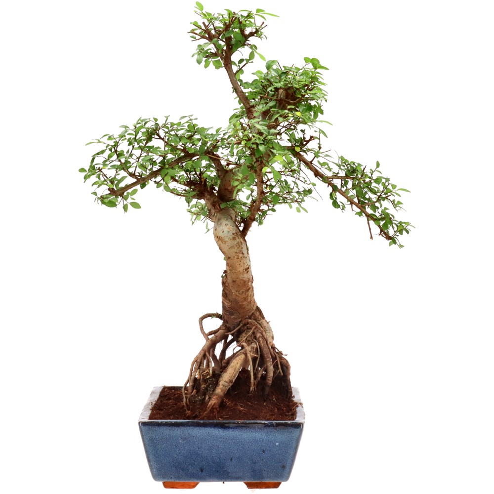 bonsai.fallbackImageTitle