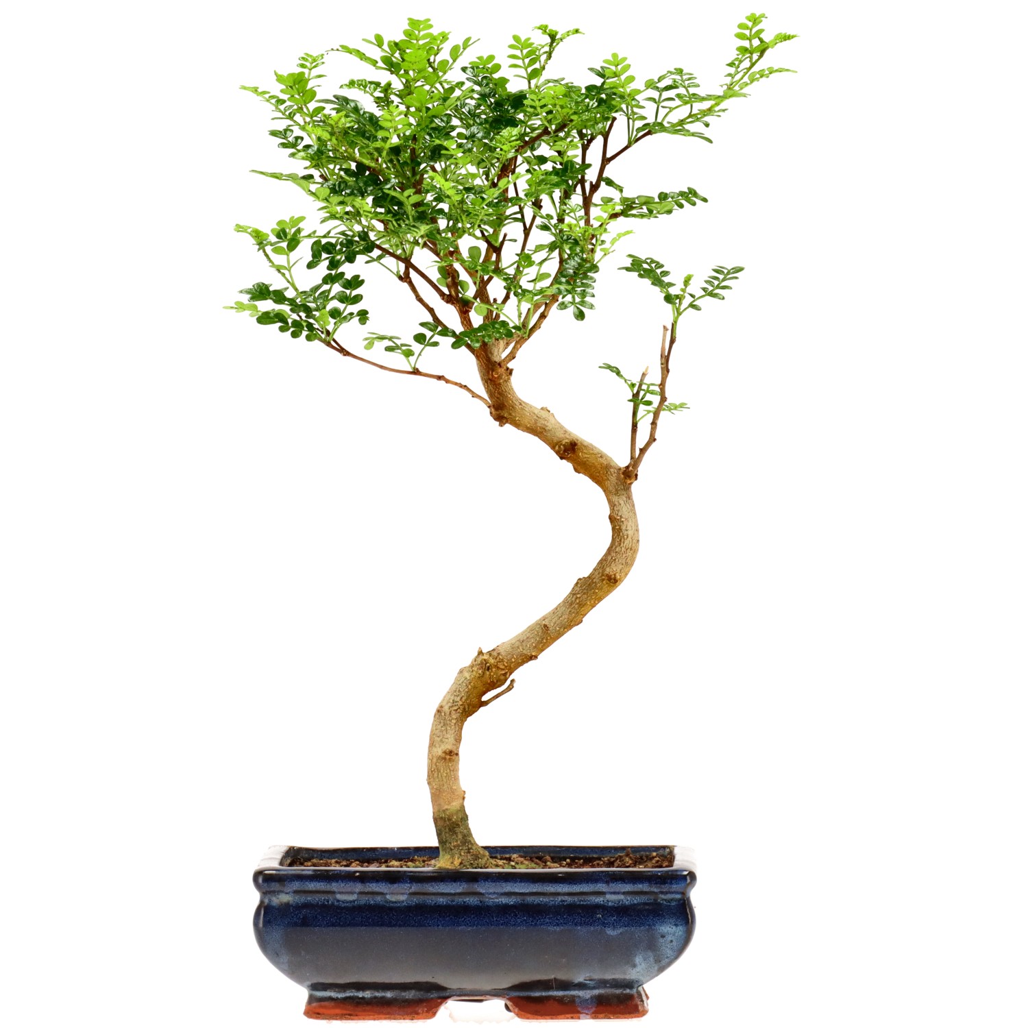 Poivre du Sichuan, env. 9 ans (32 cm)