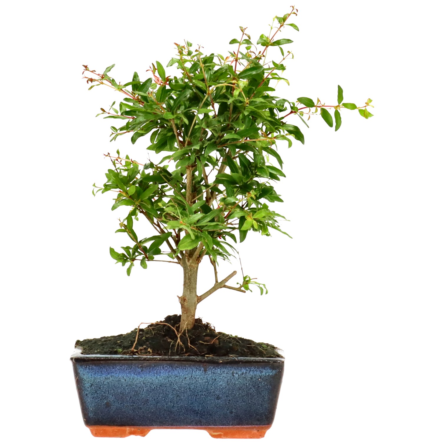 Melograno, ca. 6 anni (24 cm)