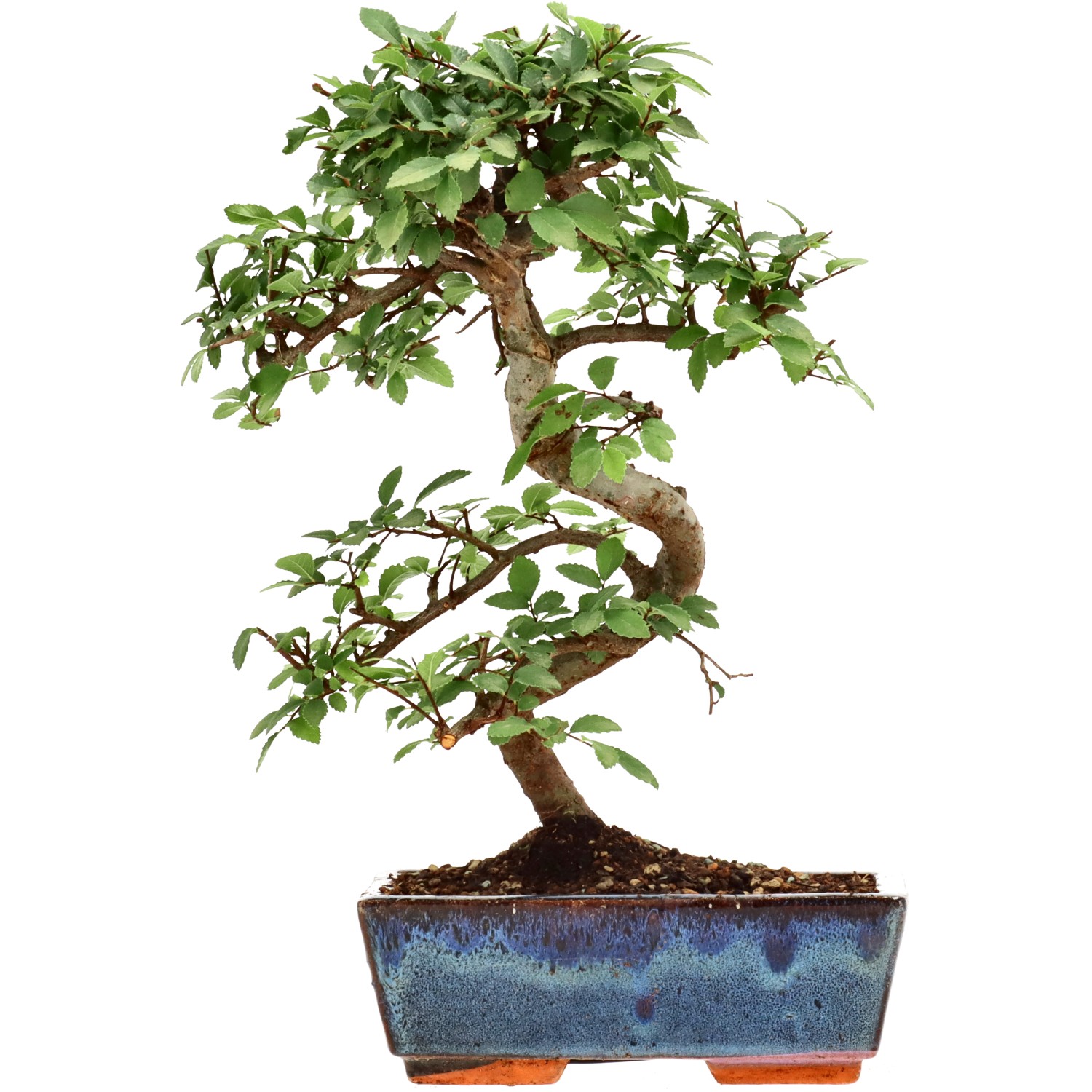 Olmo chino, aprox. 9 años (28 cm)
