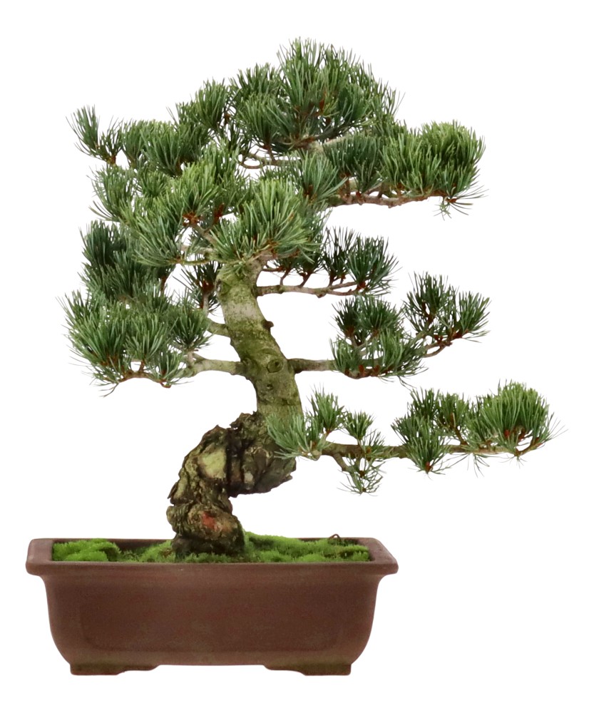 bonsai.fallbackImageTitle bonsai.fallbackImageTitle