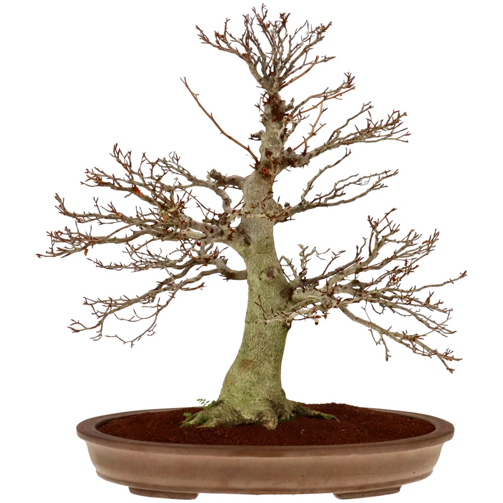 bonsai.fallbackImageTitle