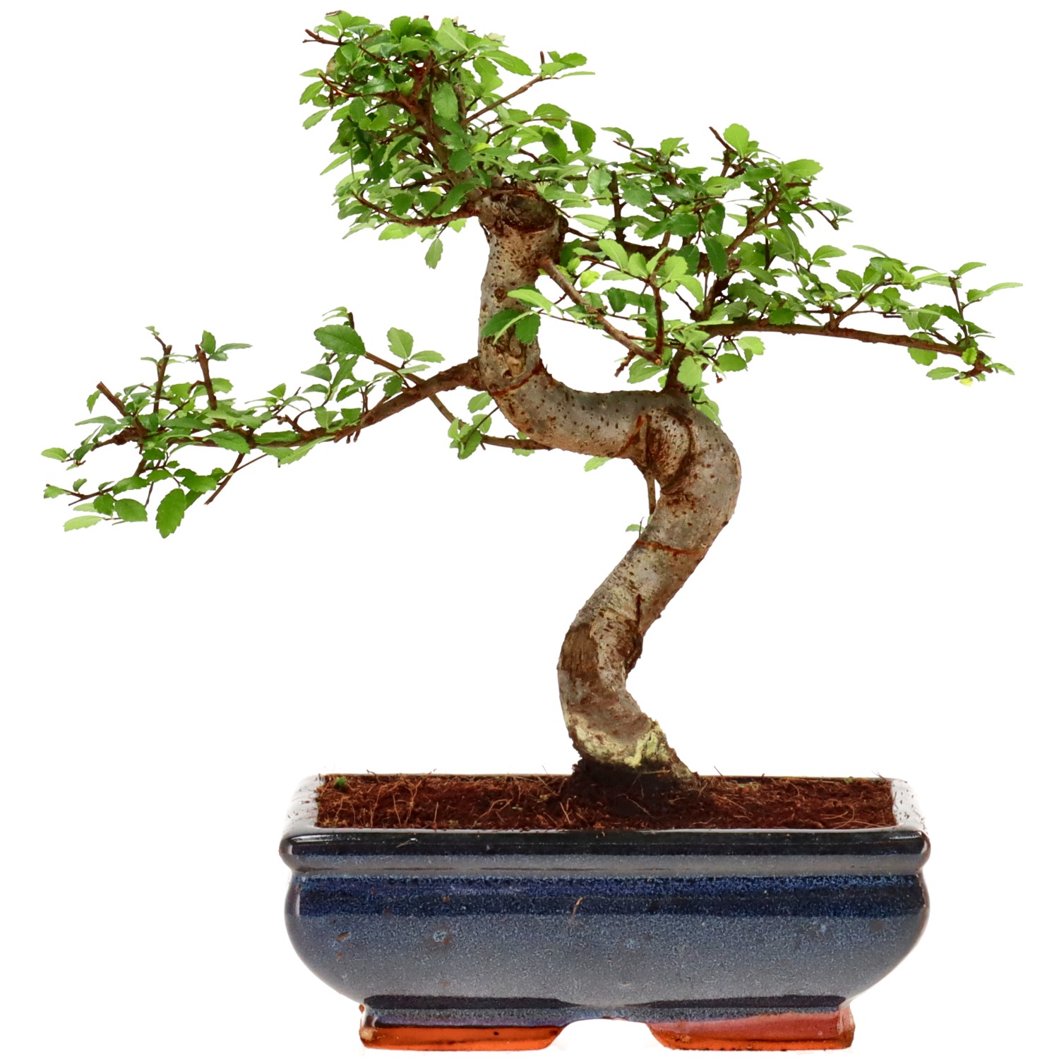 Chinese elm, approx. 9 y. (24 cm)