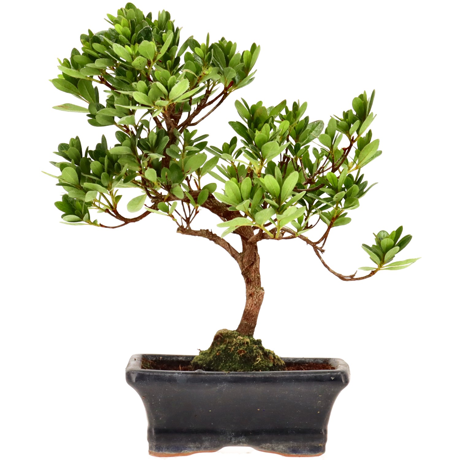 Japanese azalea (Osakazuki), approx. 7 y. (24 cm)