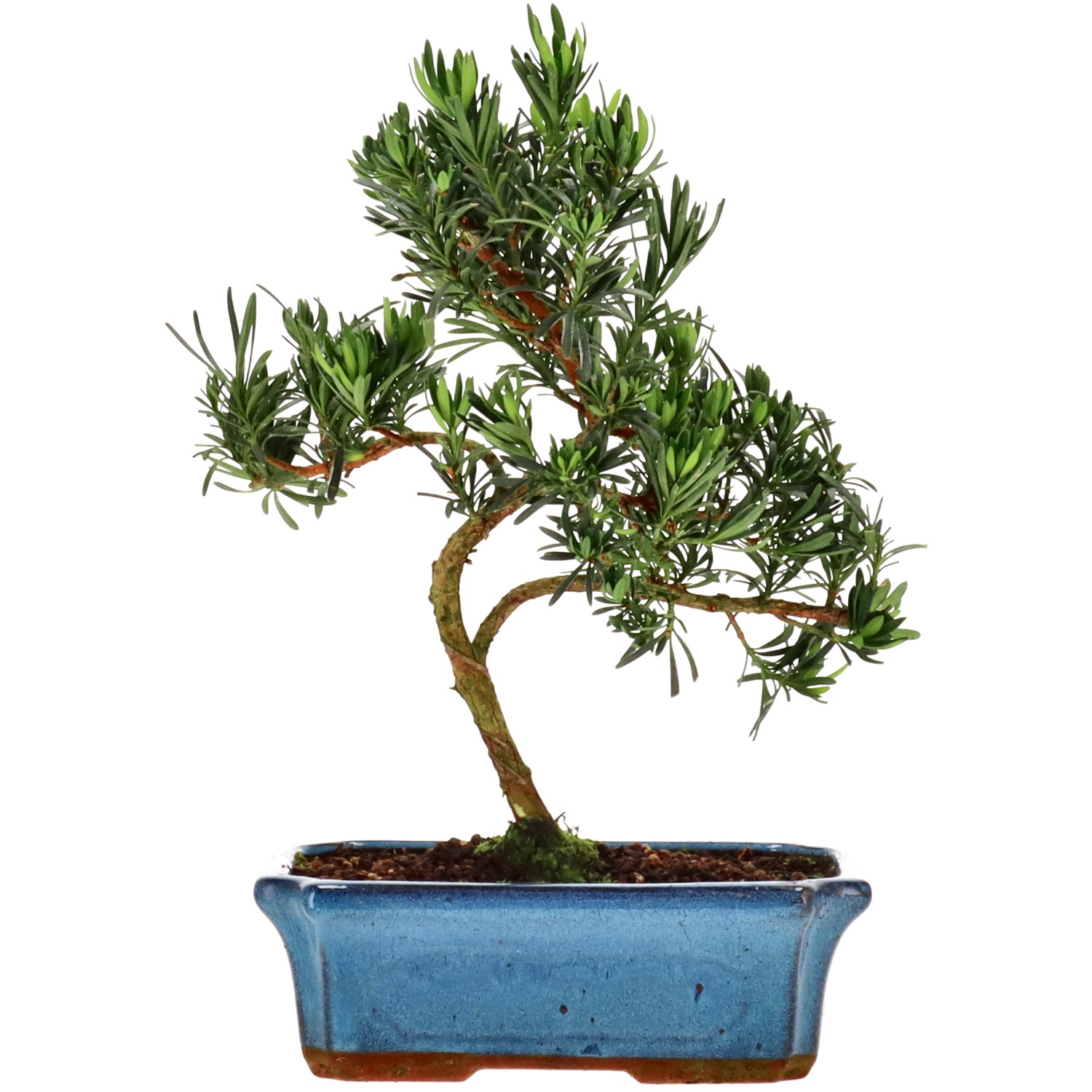 Chin. Steineibe, ca. 12 J. (32 cm)