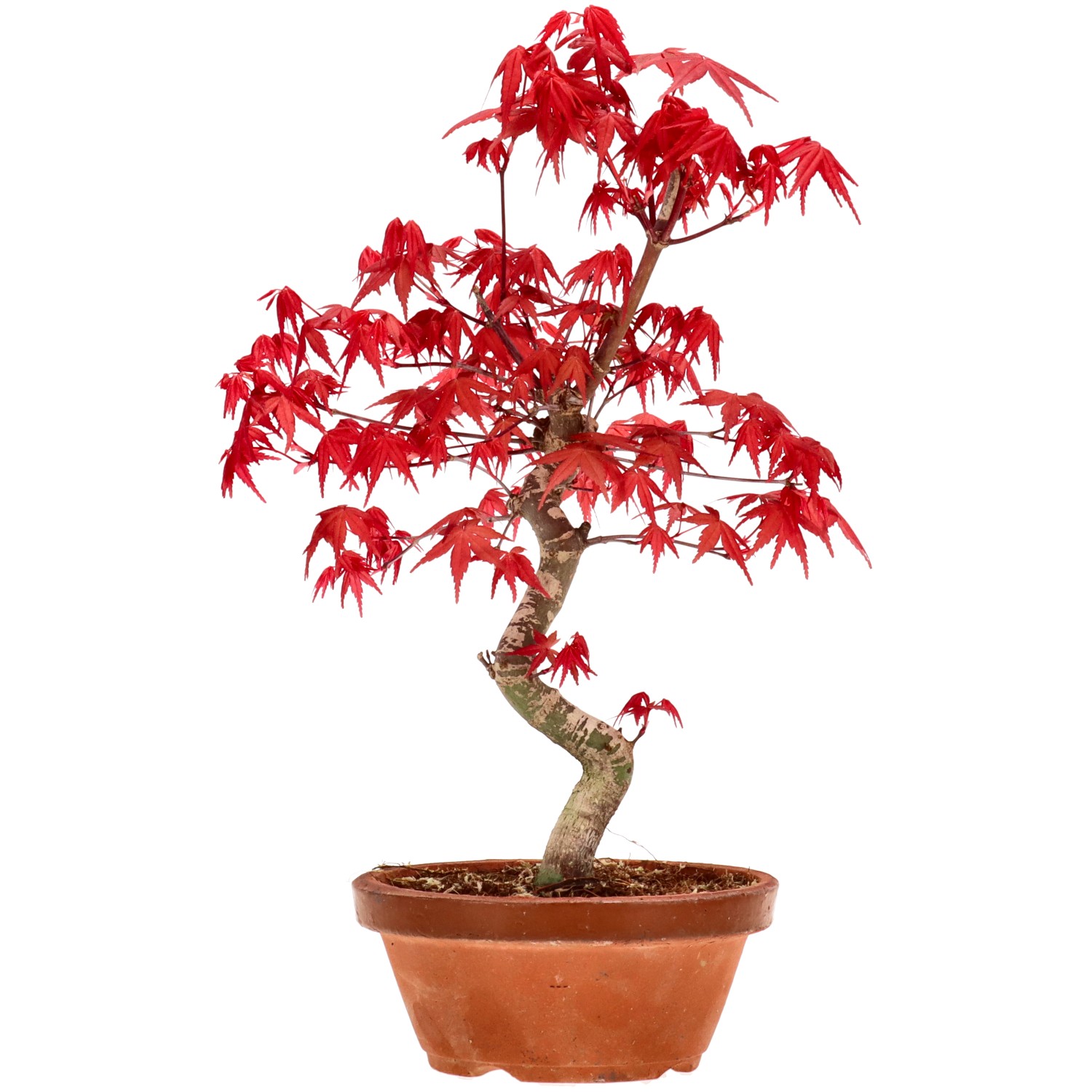 Érable du Japon (Deshojo), greffé, env. 10 ans (29 cm)