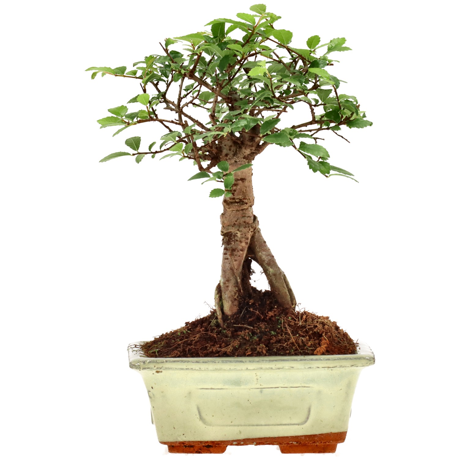 Chin. Ulme, ca. 6 J. (17 cm)