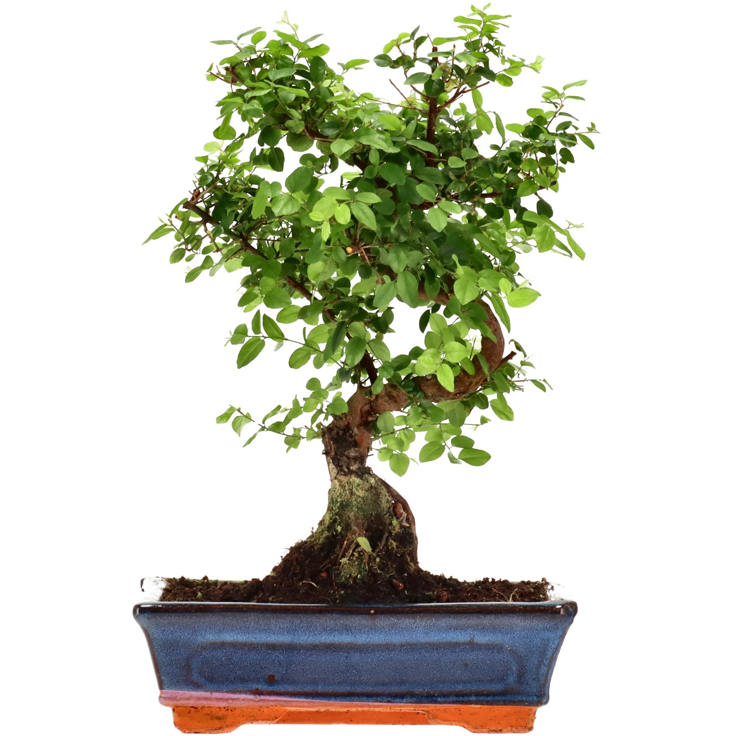 Sageretia theezans, aprox. 12 años (32 cm)