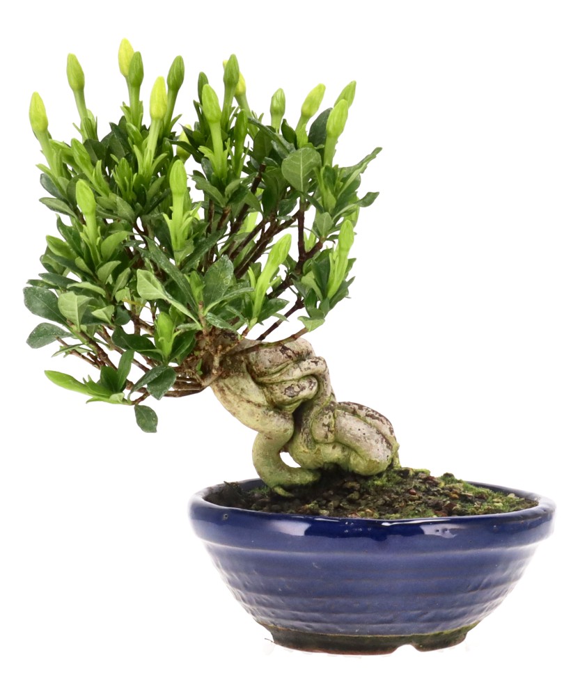 bonsai.fallbackImageTitle bonsai.fallbackImageTitle