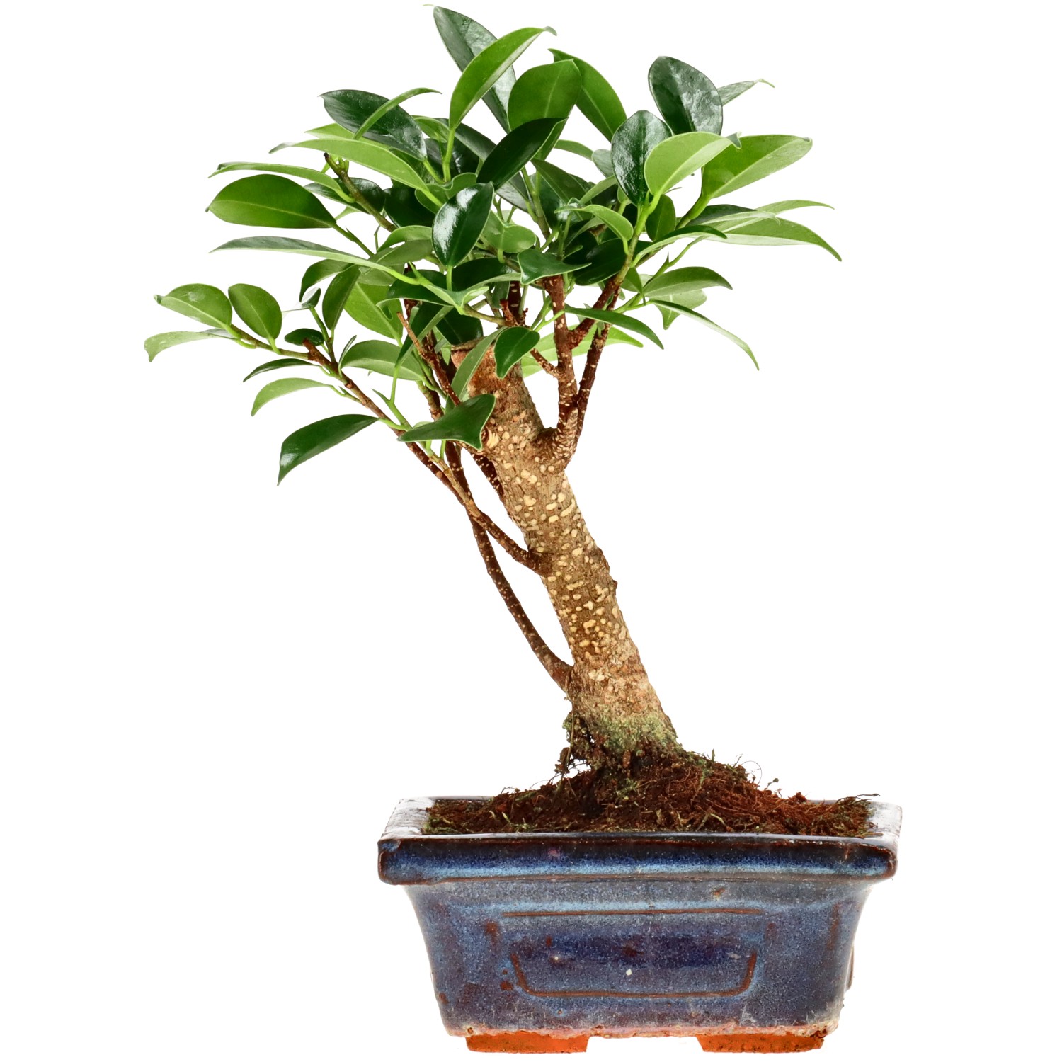 Indian Laurel, approx. 5 y. (19 cm)