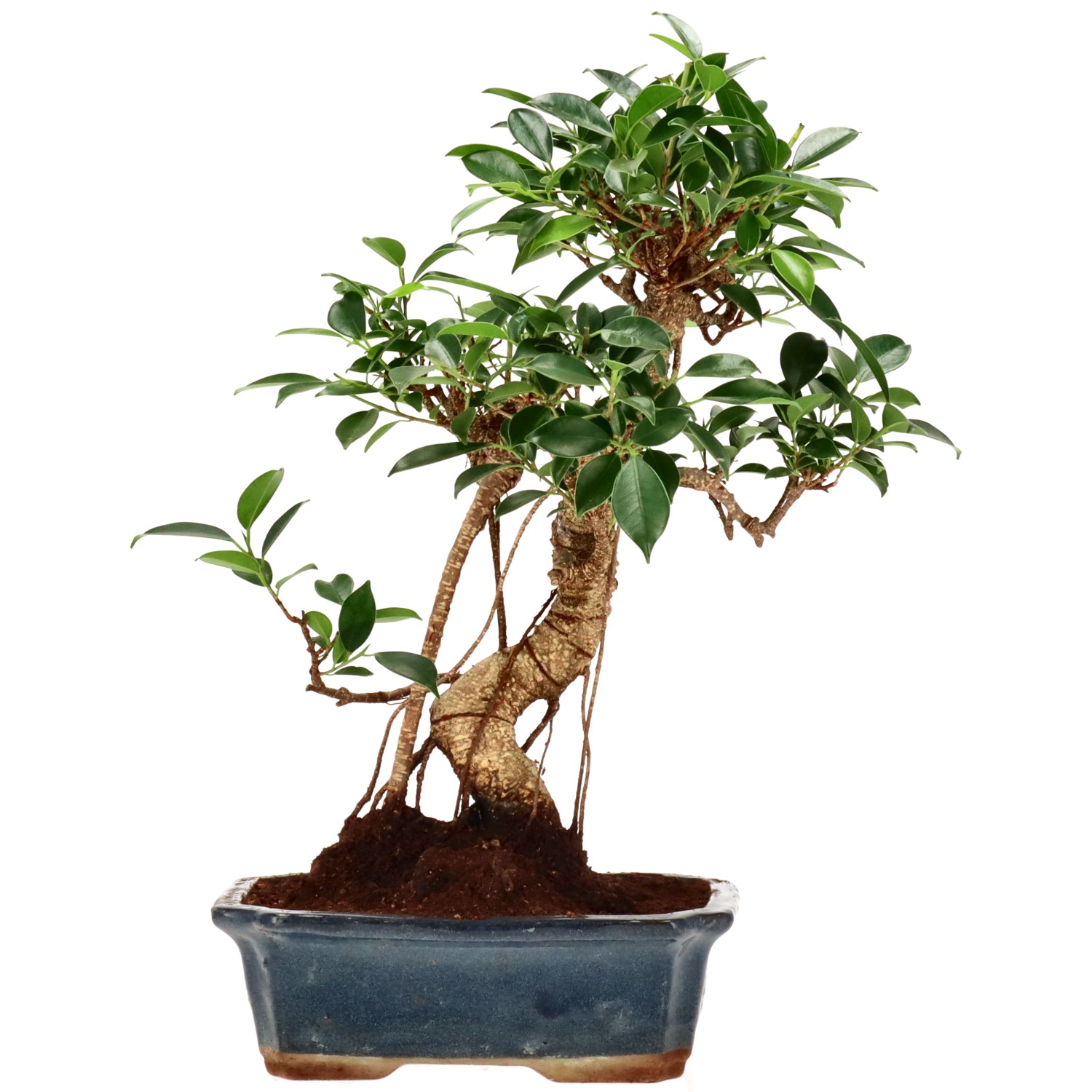 Ficus Retusa, ca. 14 anni (38 cm)