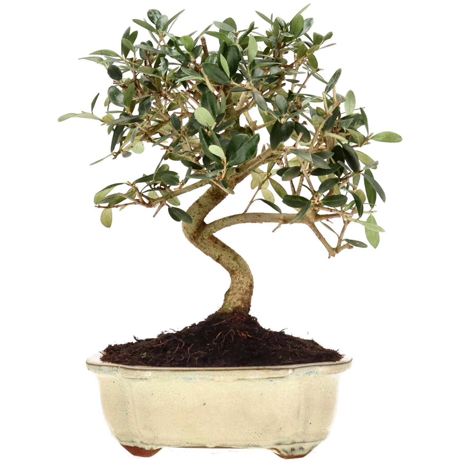Olea europaea, env. 10 ans (25 cm)