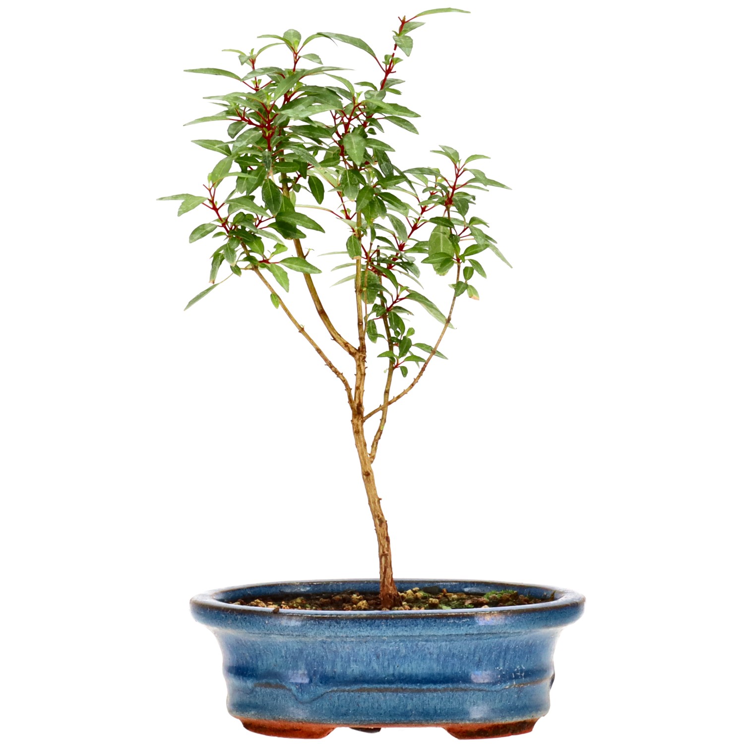 Fuchsia, approx. 2 y. (22 cm)