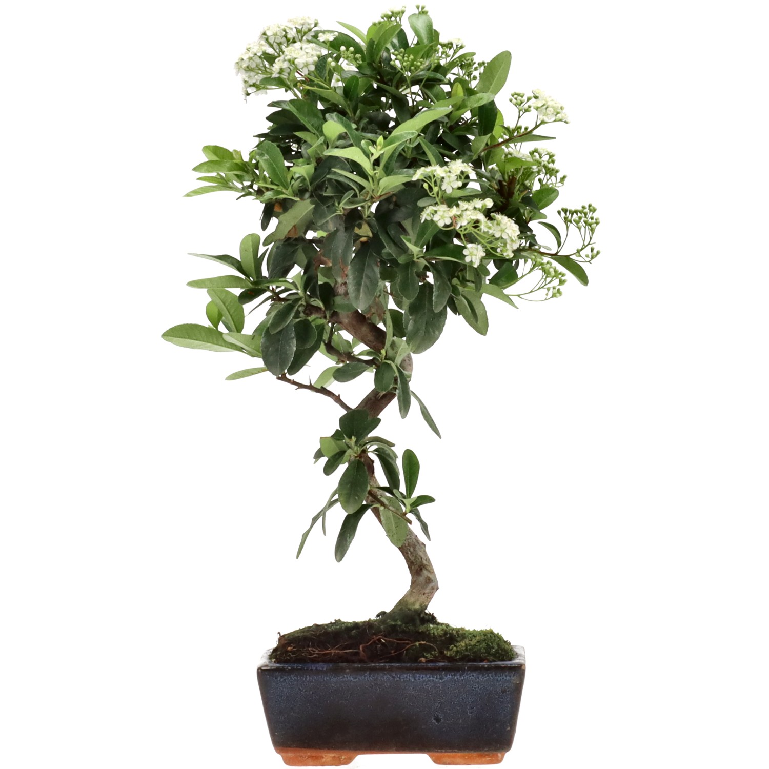 Feuerdorn, ca. 7 J. (34 cm)