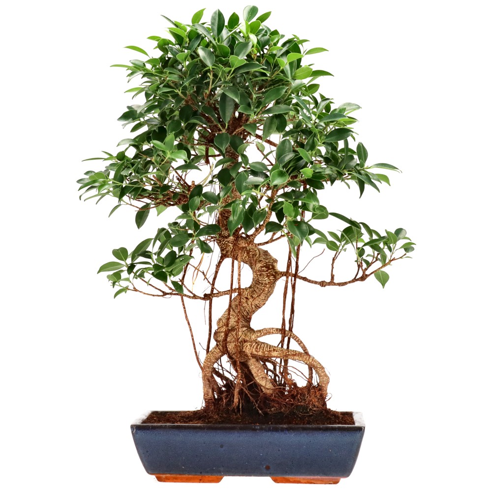 bonsai.fallbackImageTitle