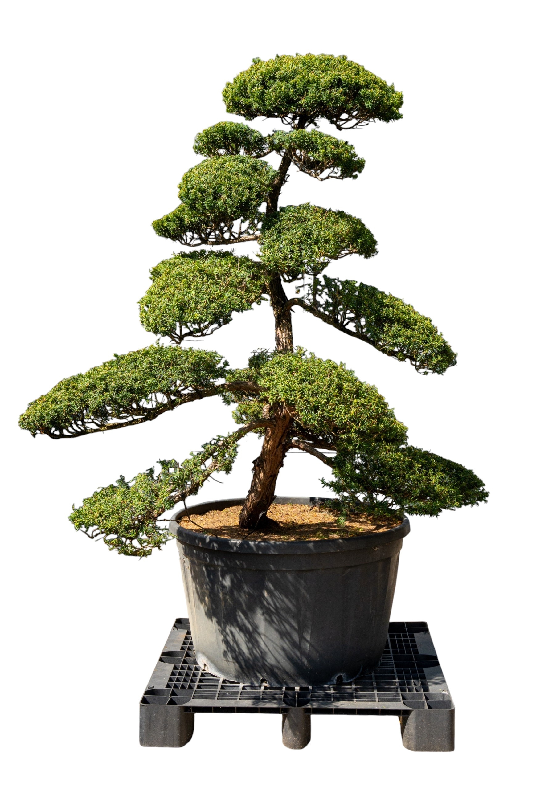 Gartenbonsai - Taxus cuspidata, ca. 40 Jahre (175 cm)