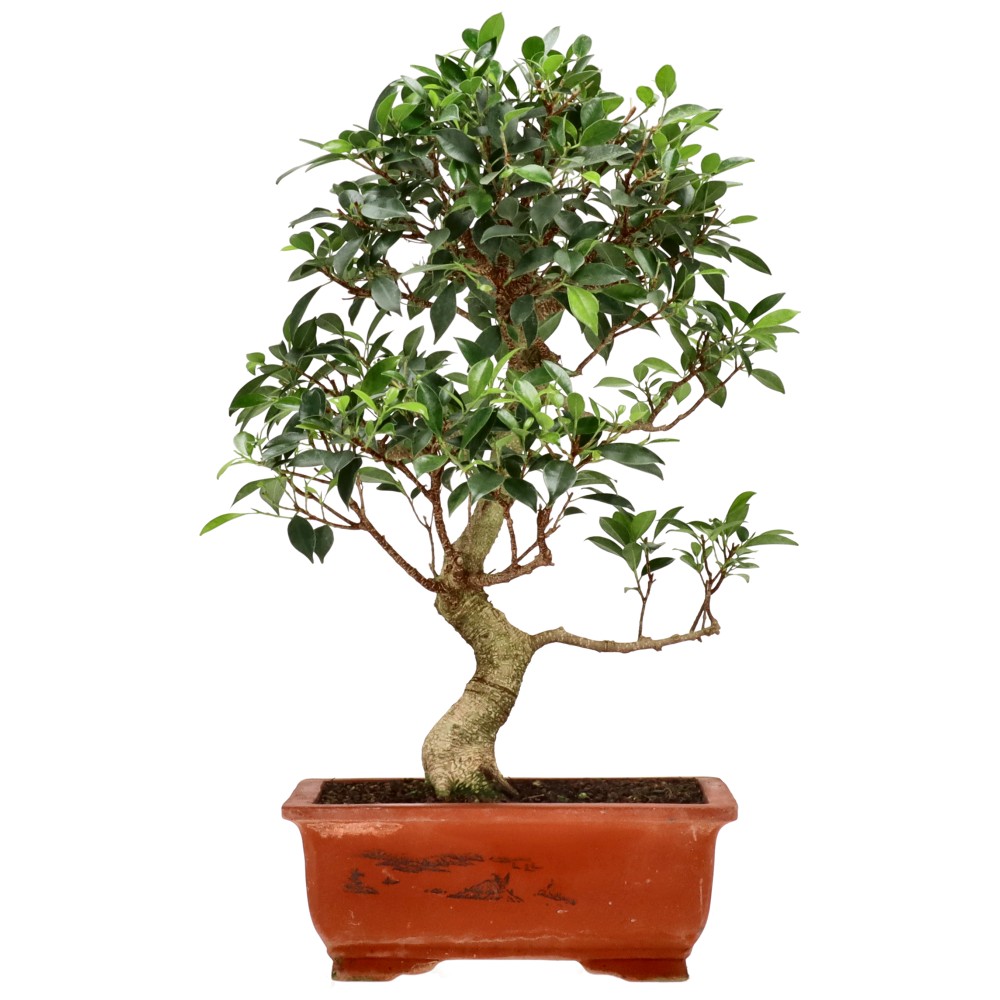 bonsai.fallbackImageTitle bonsai.fallbackImageTitle