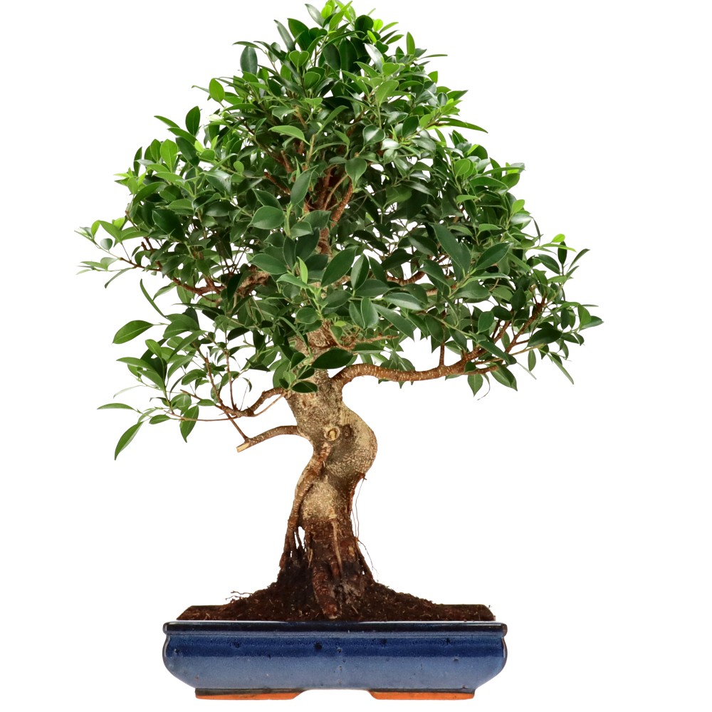 Chin. Feigenbaum (Retusa), ca. 20 J. (69 cm)
