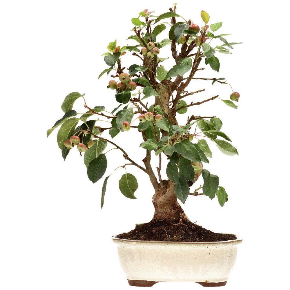 Zierapfel, ca. 17 J. (45 cm)