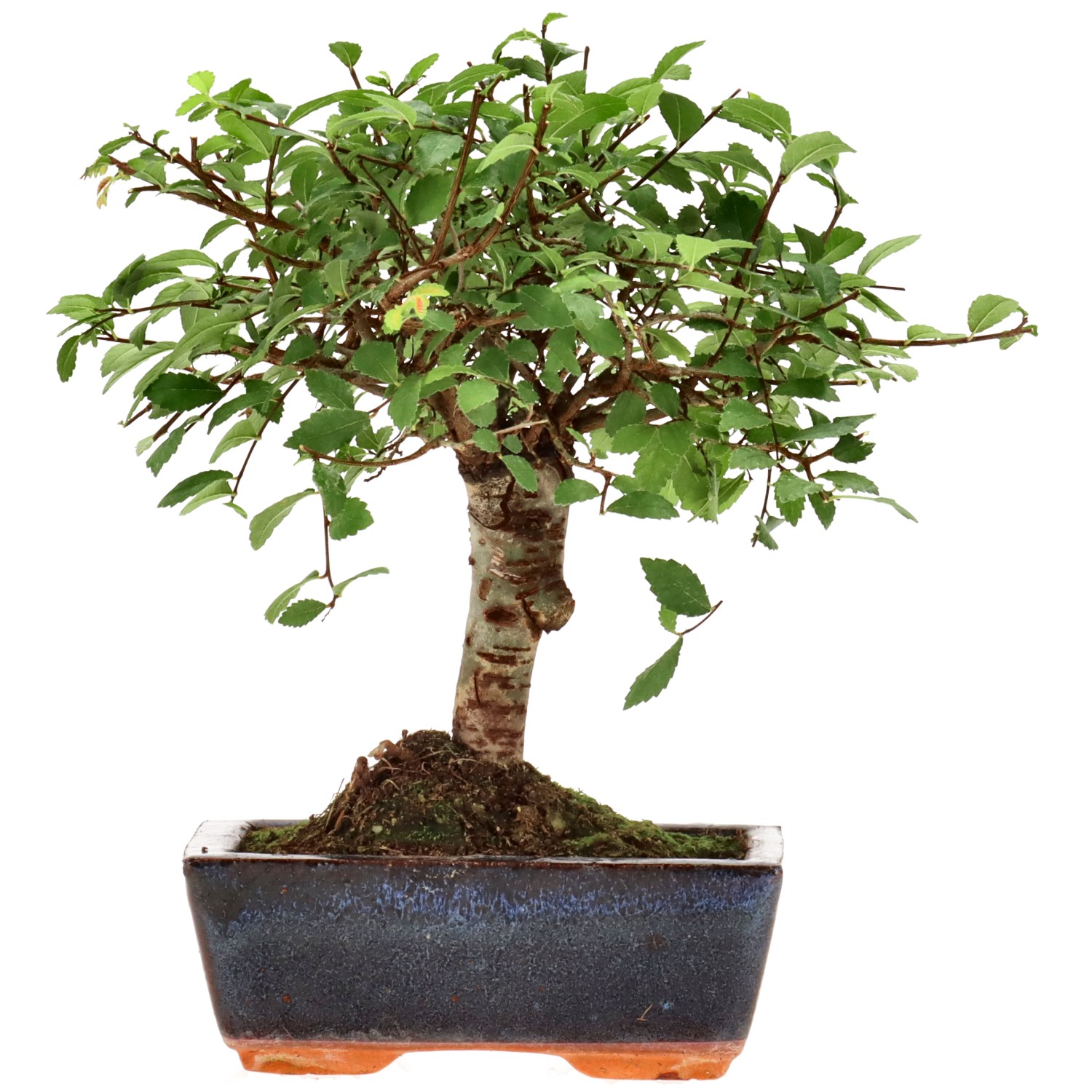 Orme de Chine, env. 7 ans (20 cm)