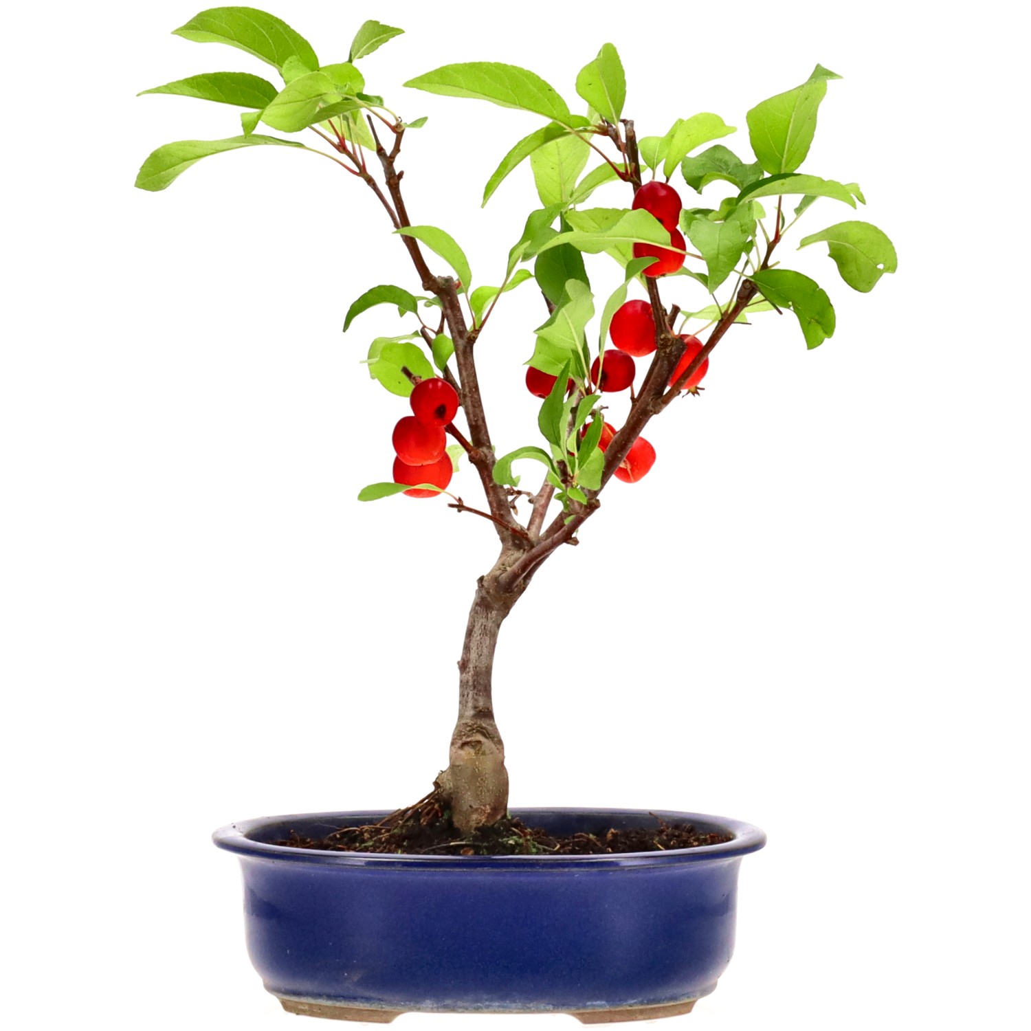 Apple tree, approx. 12 y. (35 cm)