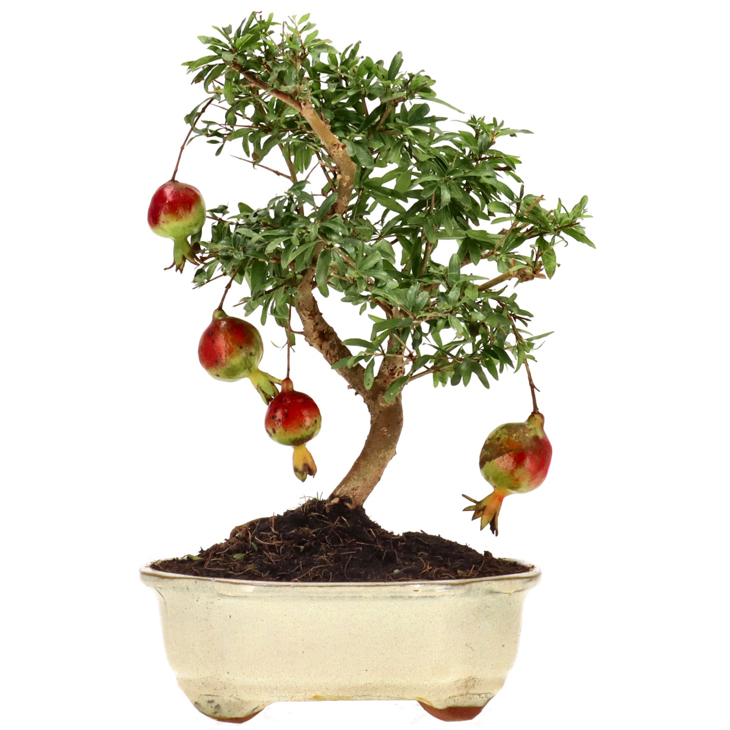 Granatapfel, ca. 8 J. (25 cm)