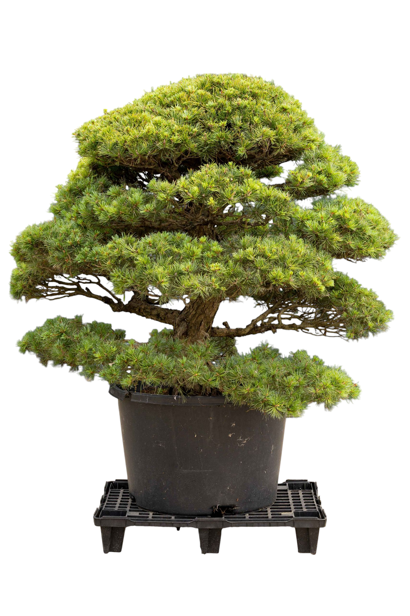 bonsai.fallbackImageTitle