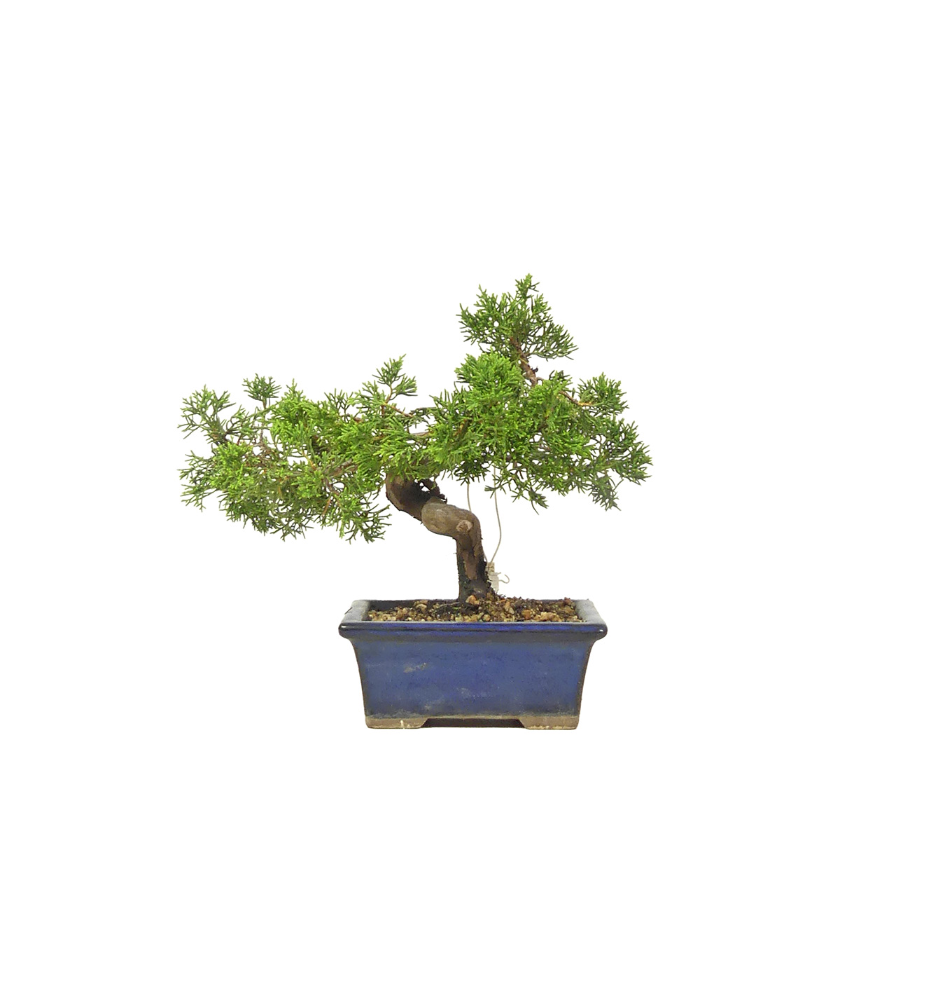 bonsai.fallbackImageTitle bonsai.fallbackImageTitle