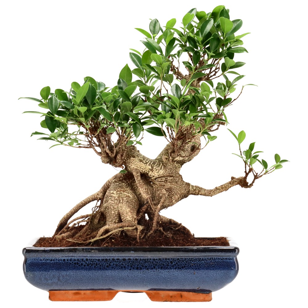 Ficus Retusa, aprox. 22 años (37 cm)