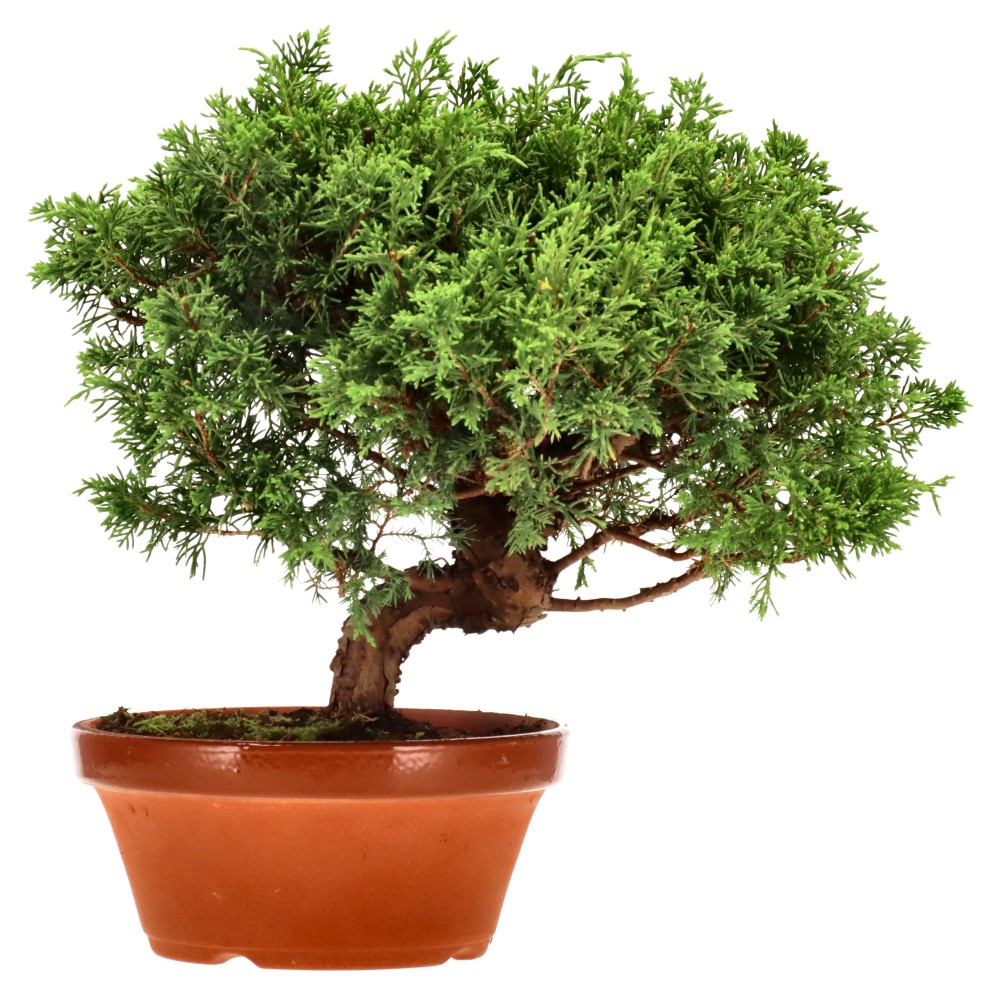 Genévrier de Chine, env. 20 ans (27 cm)