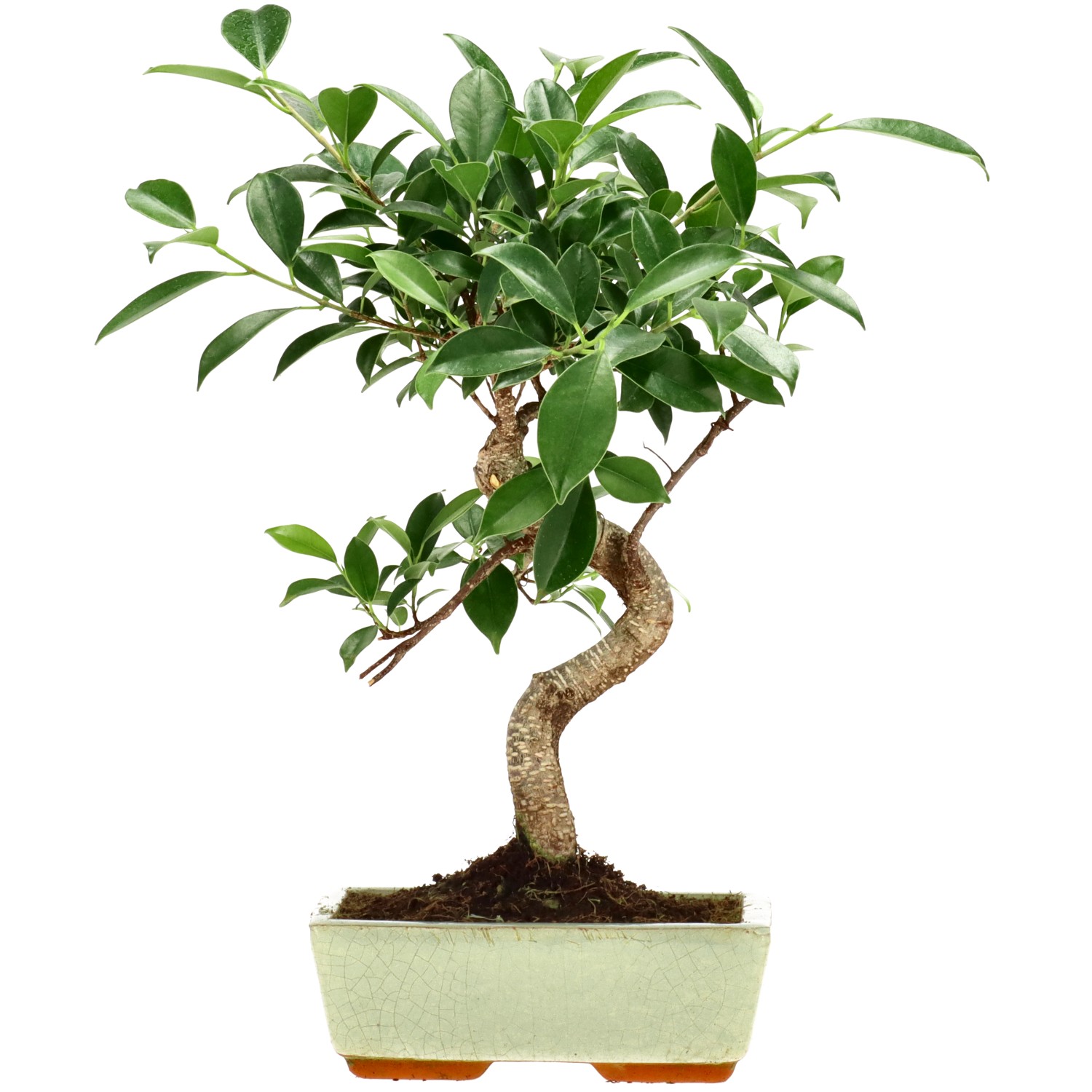 Chin. Feigenbaum (Retusa), ca. 9 J. (35 cm)