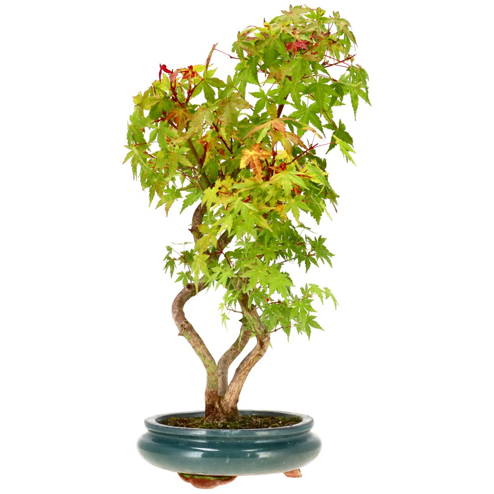 bonsai.fallbackImageTitle bonsai.fallbackImageTitle